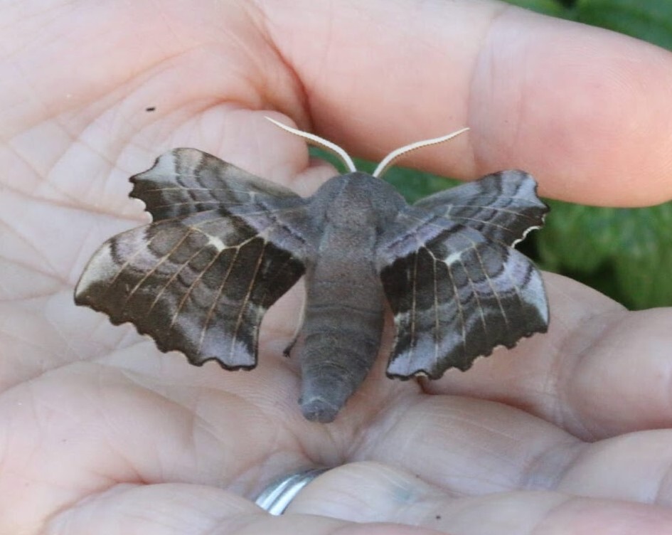 Poplar hawk-moth